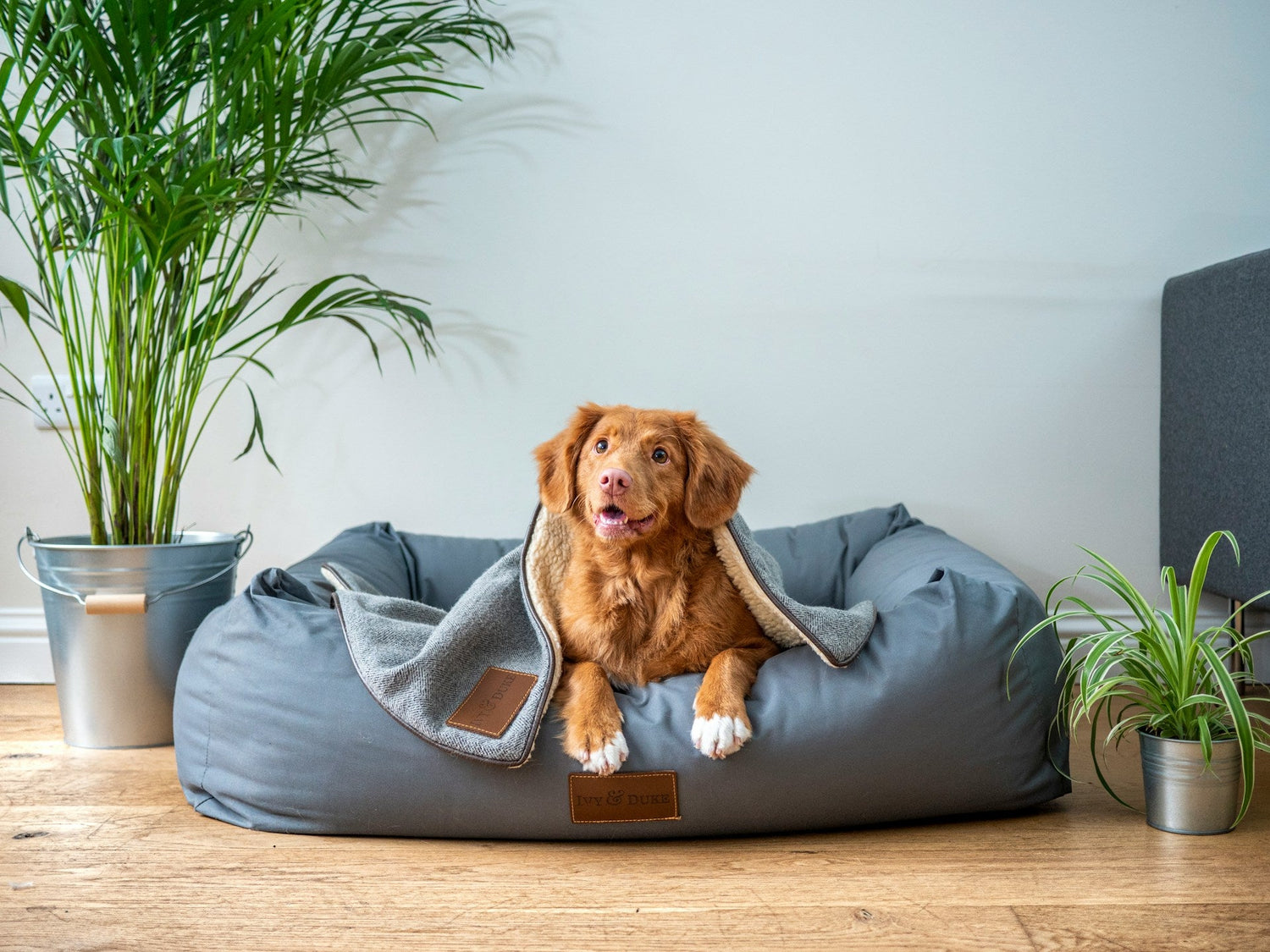 Pet Beds & Houses