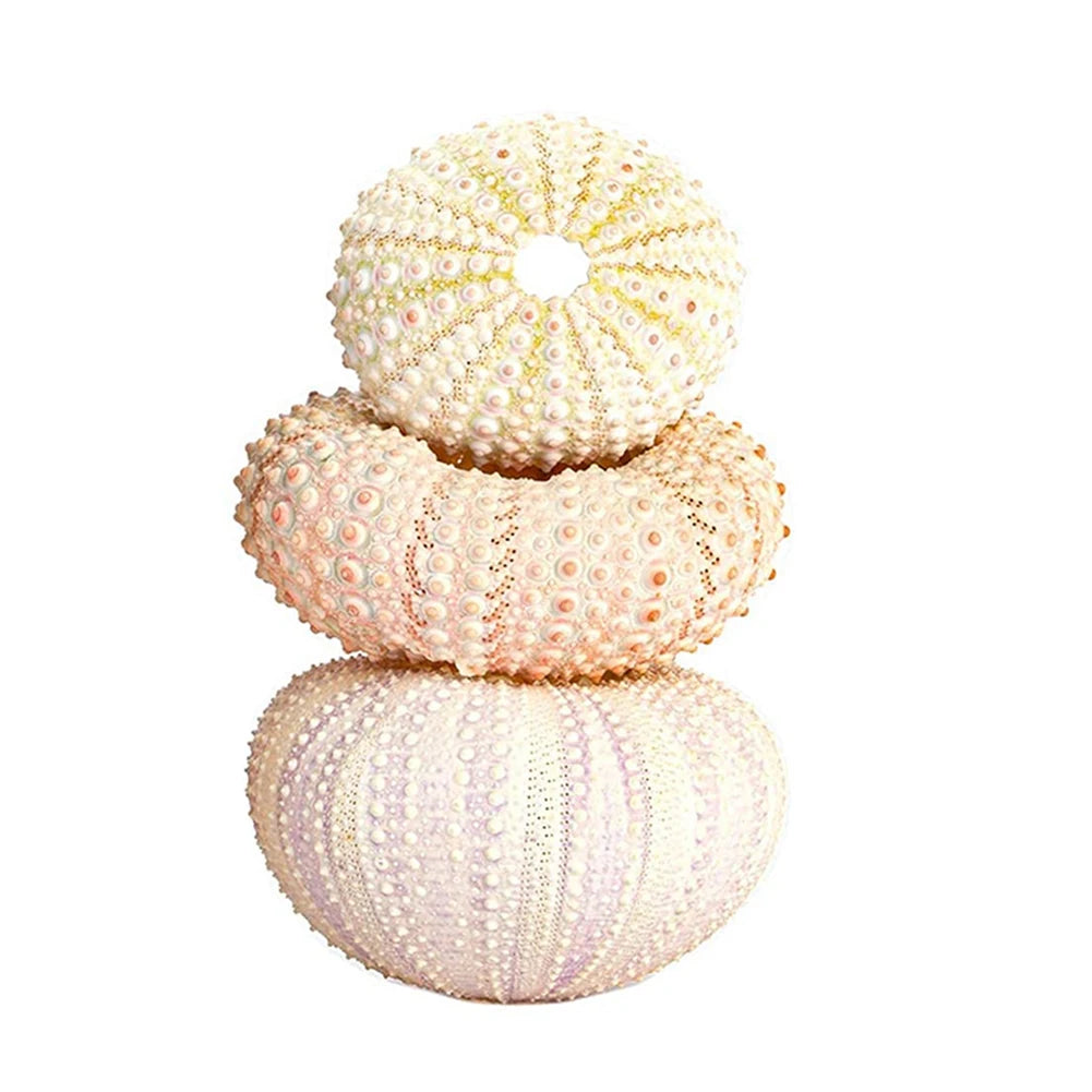Marine Seashells Coquillage Natural Sea Urchin Air Pineapple Bonsai Shells Craft Home Decoration Desk Layout Ornament