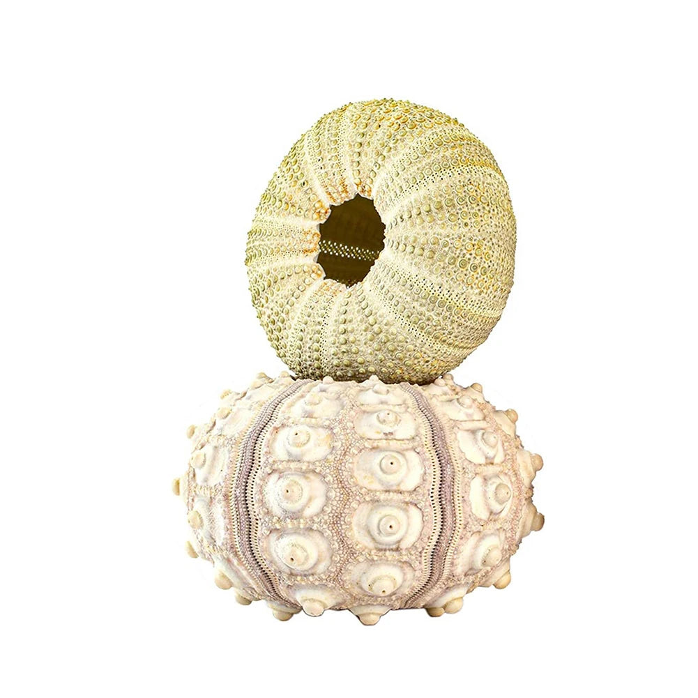 Marine Seashells Coquillage Natural Sea Urchin Air Pineapple Bonsai Shells Craft Home Decoration Desk Layout Ornament
