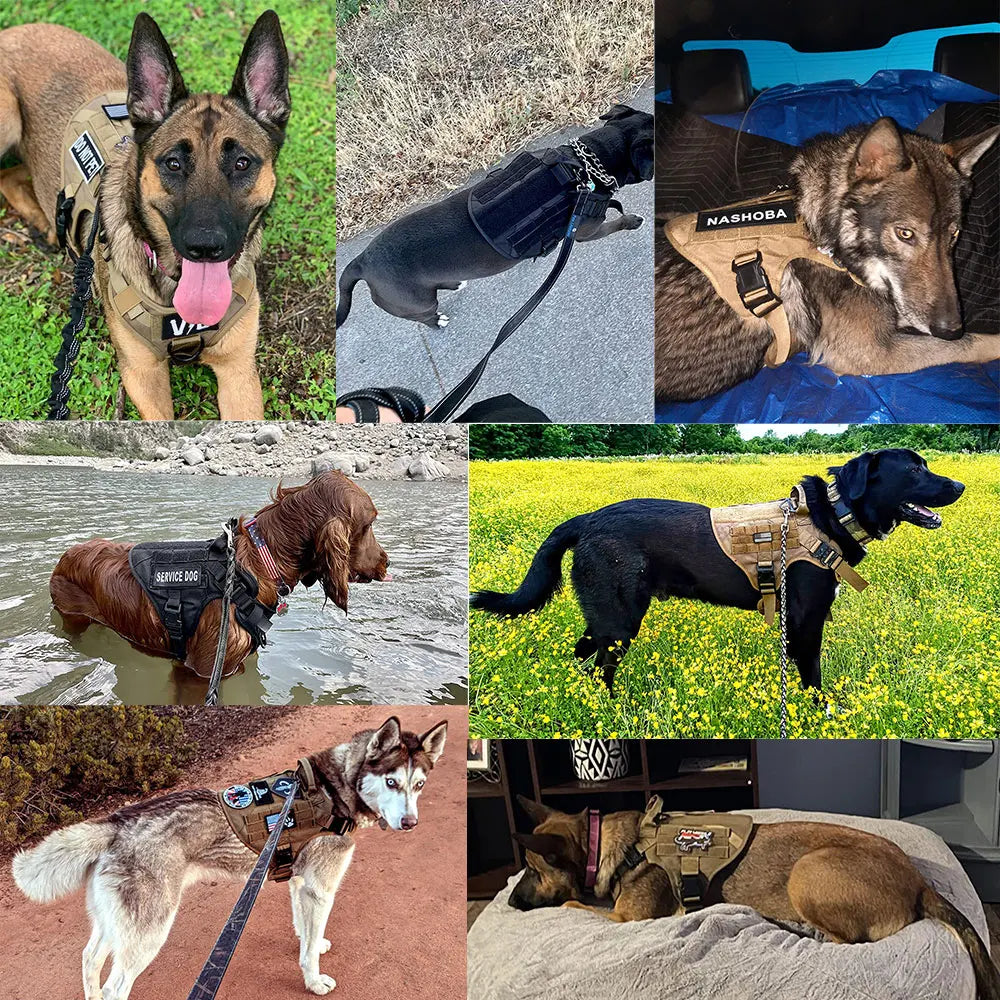 Nylon Breakaway Padded Dog Harness And Leash Set For Walking