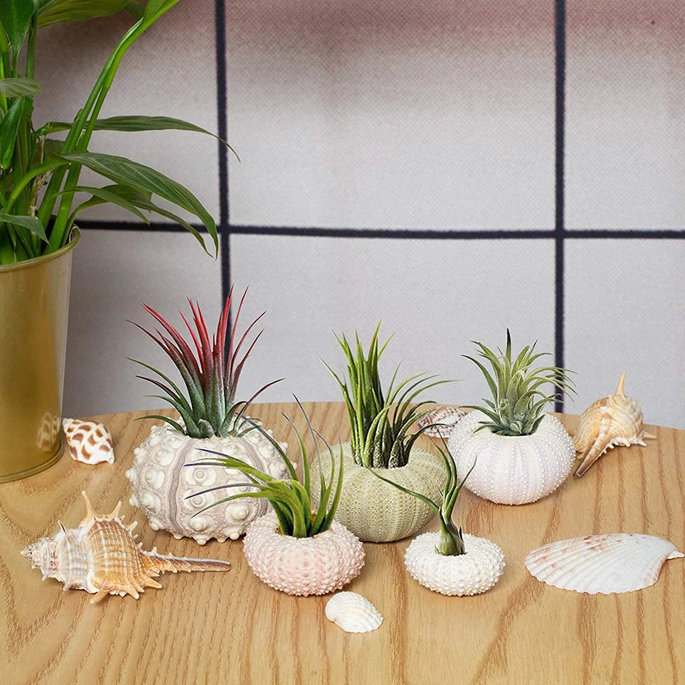 Marine Seashells Coquillage Natural Sea Urchin Air Pineapple Bonsai Shells Craft Home Decoration Desk Layout Ornament